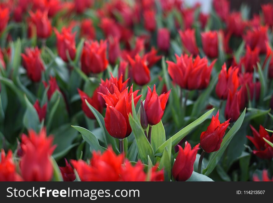 Beautiful spring flowers, tulips