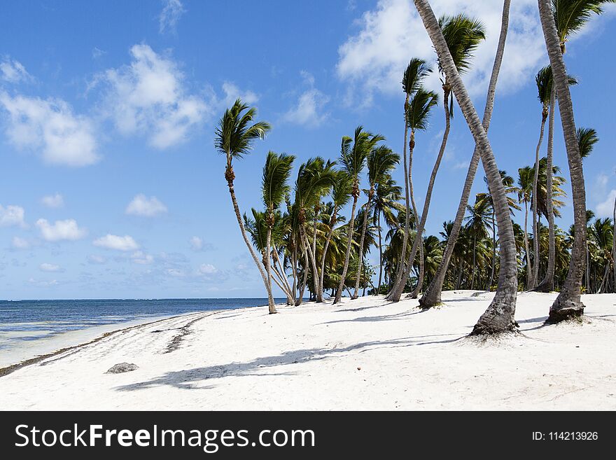 Coconut Palm trees on white sandy beach in Caribbean sea, Saona island. Dominican Republic. Coconut Palm trees on white sandy beach in Caribbean sea, Saona island. Dominican Republic