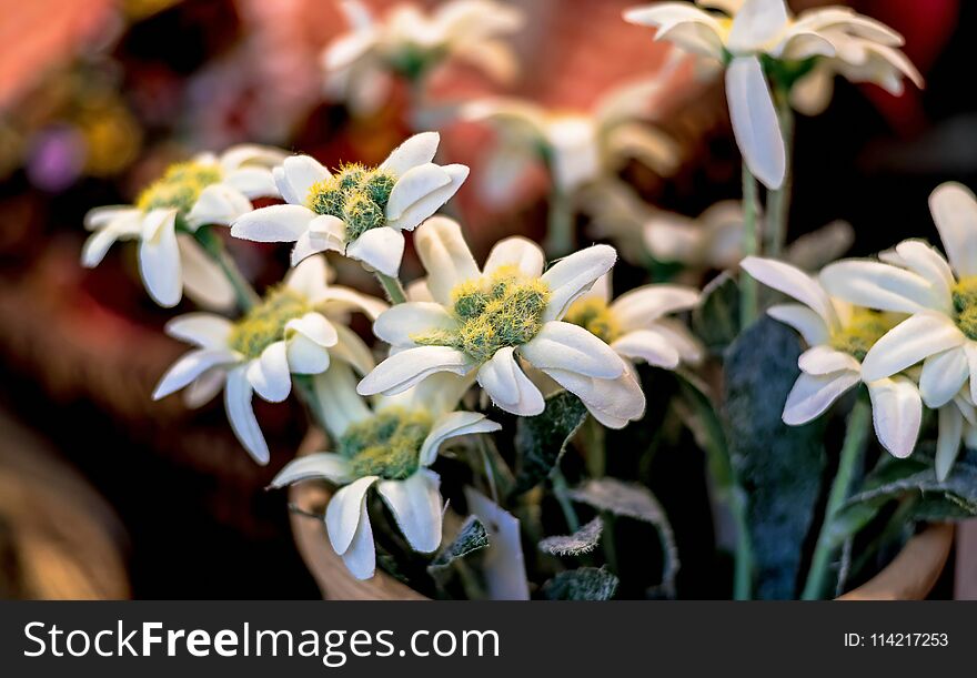 Close-up of an Edelweiss flower, selective focus