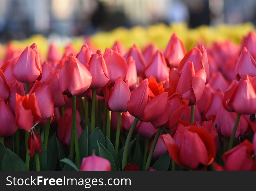 Beautiful Spring Flowers, Tulips