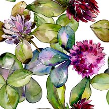 Wildflower Clover. Floral Botanical Flower. Wild Spring Leaf Wildflower Pattern. Stock Photos Wildflower Clover. Floral Botanical Flower. Wild Spring Leaf Wildflower Pattern. Stock Photos