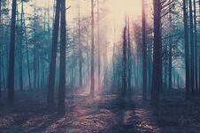 Halloween Background. Dark Forest With Cold Blue Toning. Stock Image Halloween Background. Dark Forest With Cold Blue Toning. Stock Image