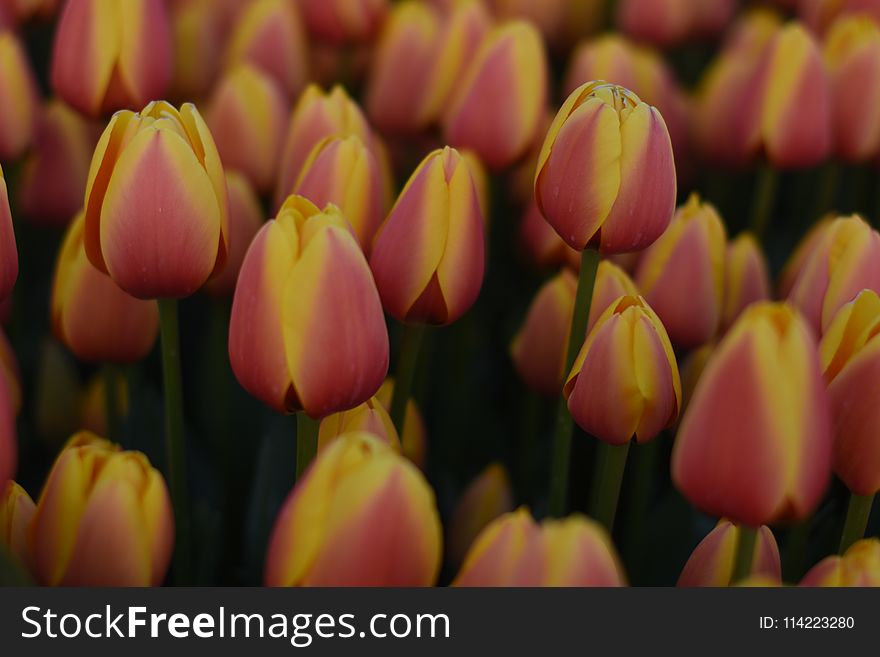 Beautiful Spring Flowers, Tulips