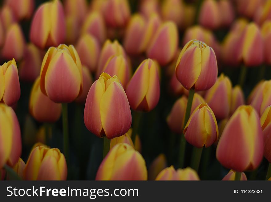 Beautiful Spring Flowers, Tulips