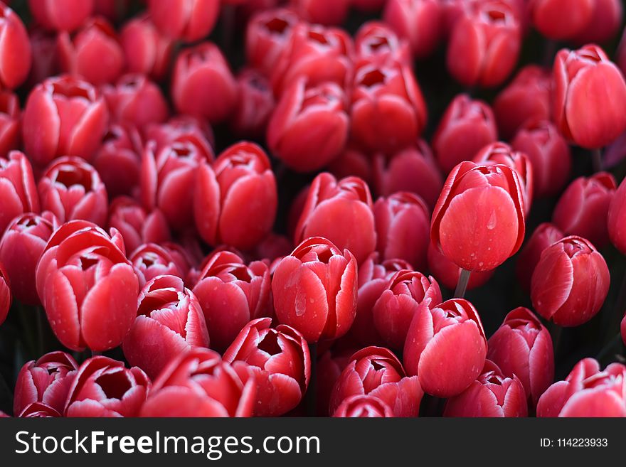 Beautiful spring flowers, tulips