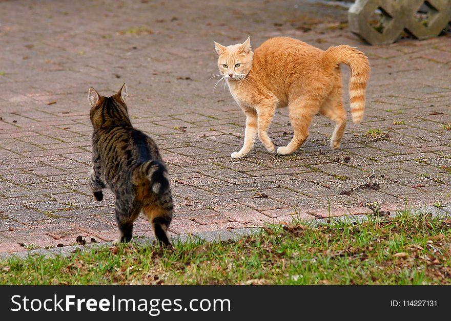 Cat, Fauna, Mammal, Small To Medium Sized Cats