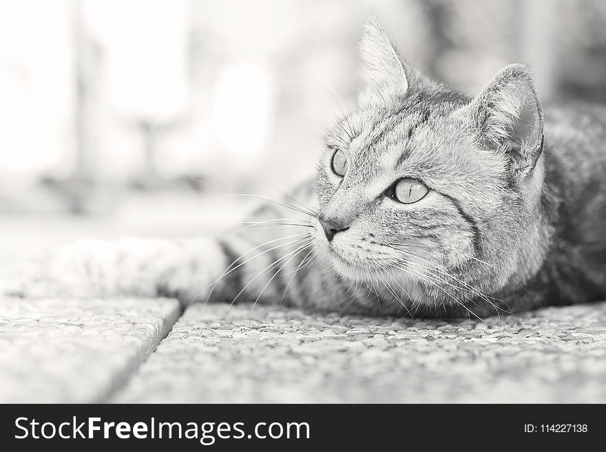 Cat, Black And White, Whiskers, Mammal