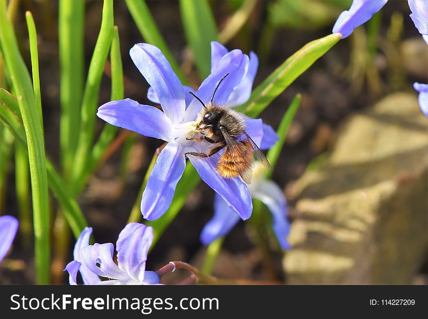 Bee, Flora, Honey Bee, Flower