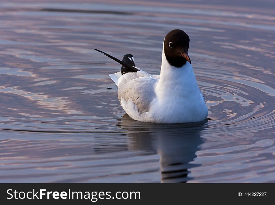 Bird, Seabird, Fauna, Water Bird