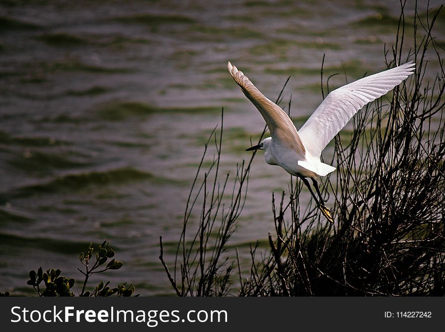 Bird, Water, Fauna, Beak