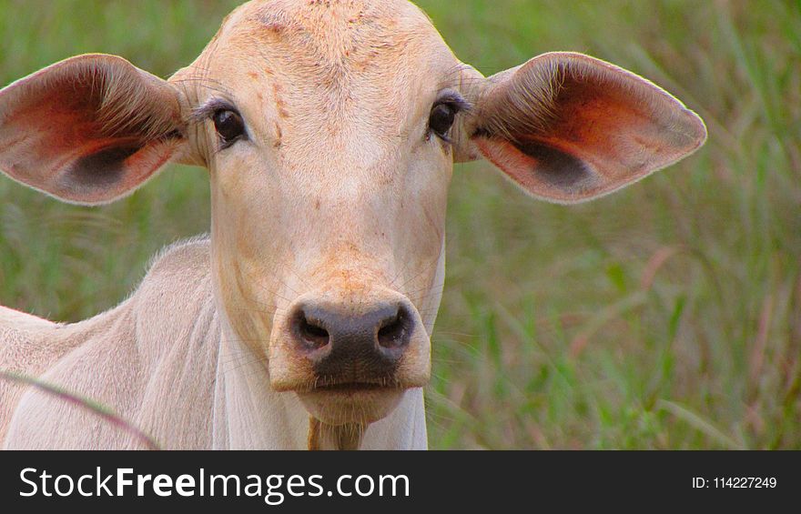 Cattle Like Mammal, Horn, Grazing, Terrestrial Animal