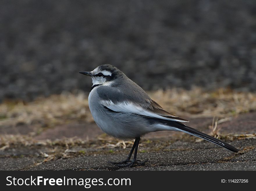 Bird, Fauna, Beak, Wildlife