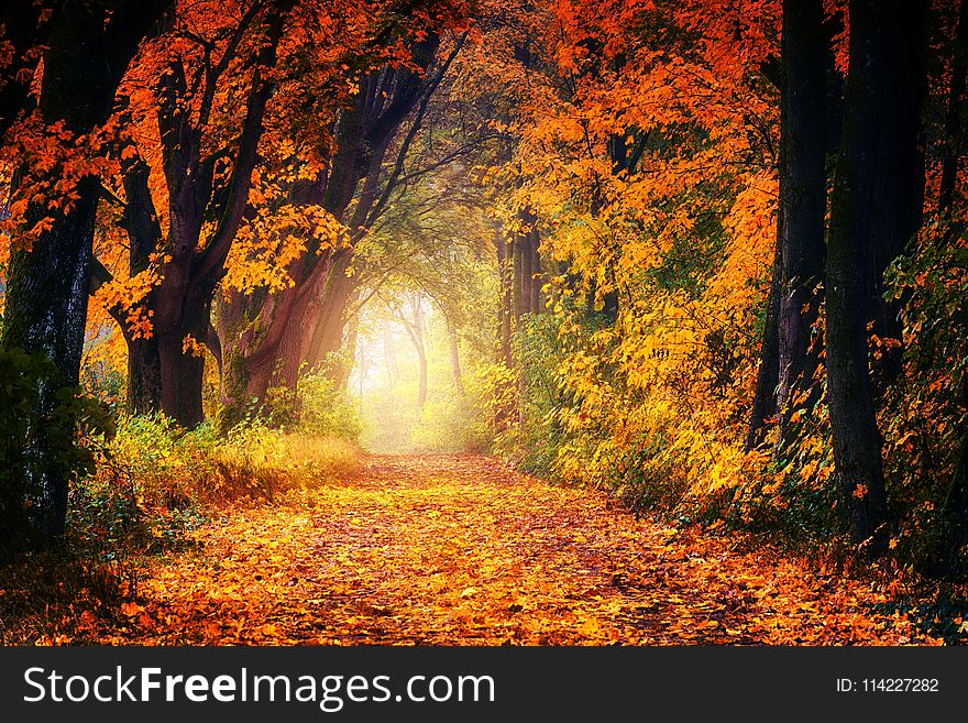 Nature, Autumn, Woodland, Leaf