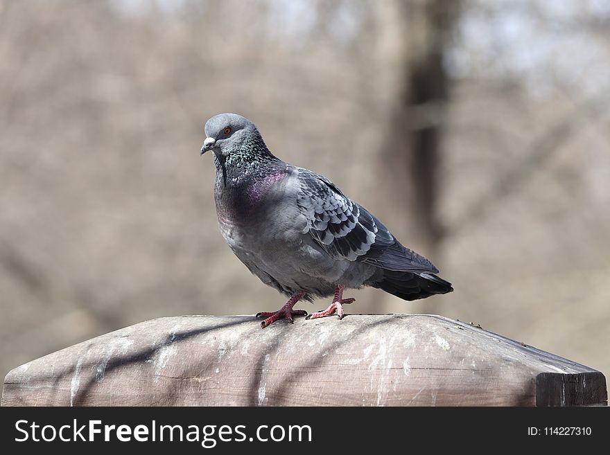 Bird, Fauna, Pigeons And Doves, Beak