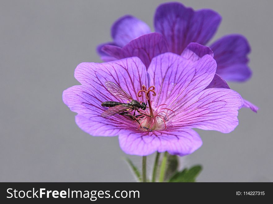 Flower, Violet, Purple, Flora