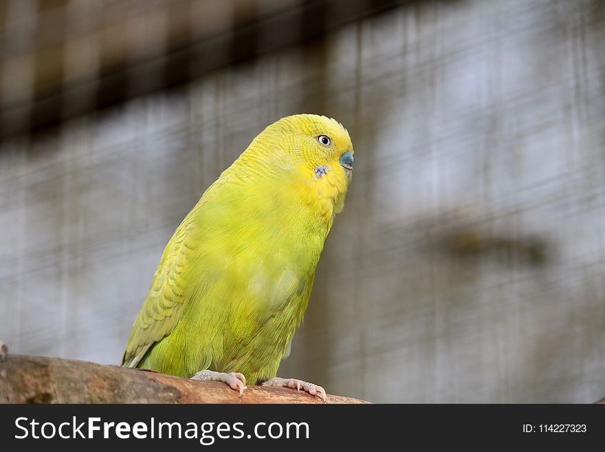 Bird, Common Pet Parakeet, Parakeet, Parrot