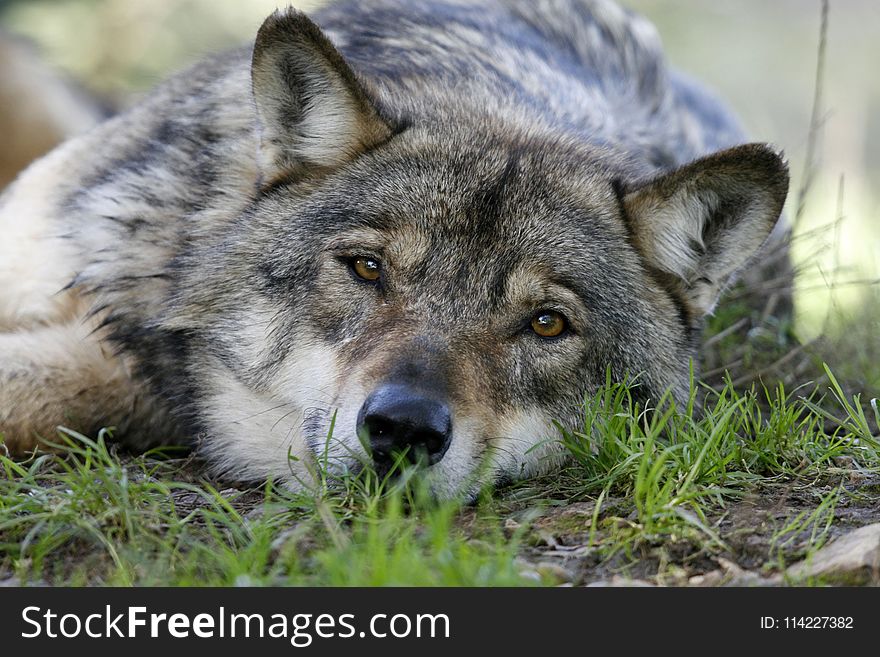 Wildlife, Wolf, Mammal, Fauna