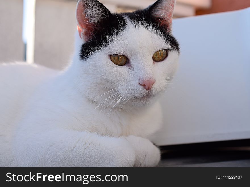 Cat, White, Face, Whiskers
