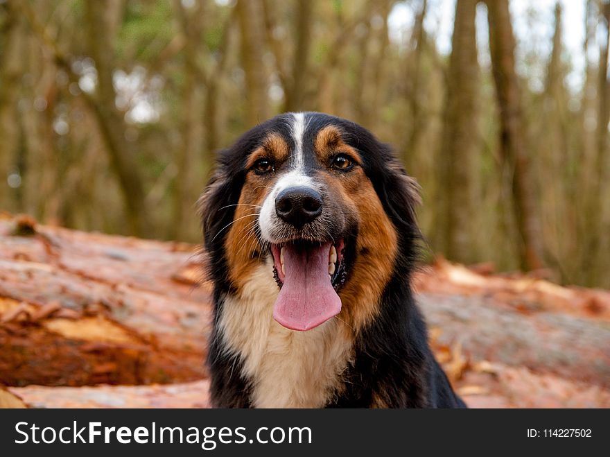 Dog, Dog Breed, Bernese Mountain Dog, Dog Like Mammal