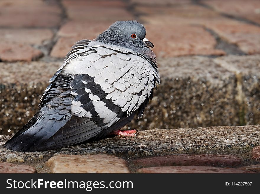 Bird, Pigeons And Doves, Fauna, Beak