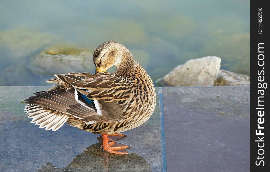 Bird, Duck, Mallard, Water Bird