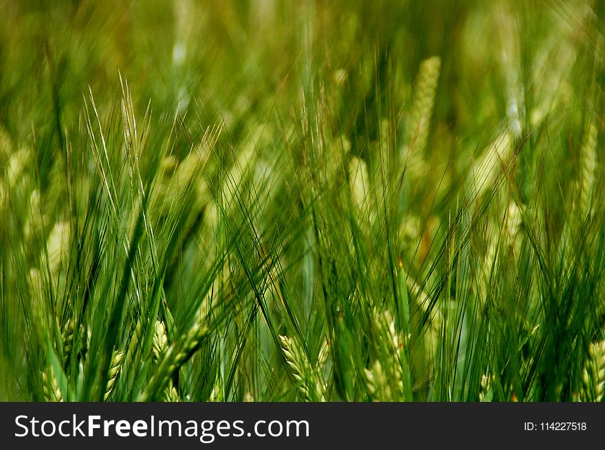 Grass, Field, Grass Family, Crop