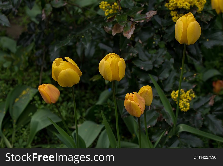 Flower, Plant, Yellow, Tulip