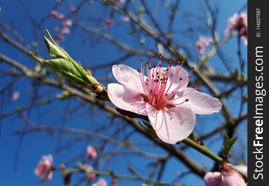 Blossom, Flora, Spring, Flower