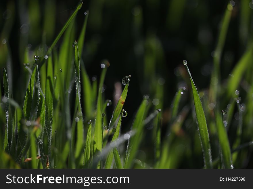 Water, Dew, Moisture, Grass