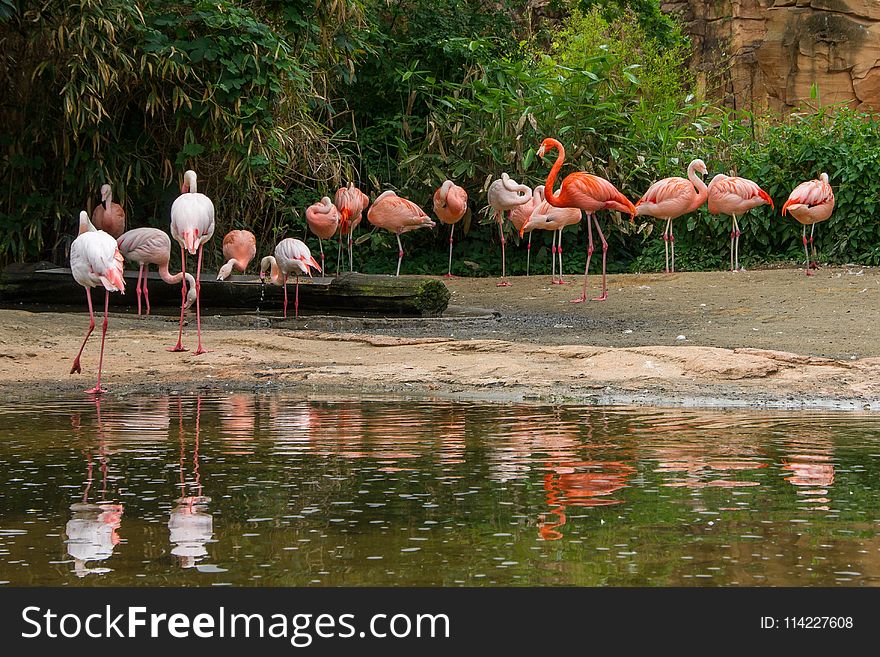 Flamingo, Bird, Water Bird, Ciconiiformes