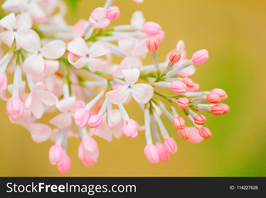 Flower, Pink, Blossom, Spring