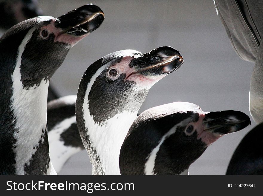 Penguin, Beak, Fauna, Flightless Bird