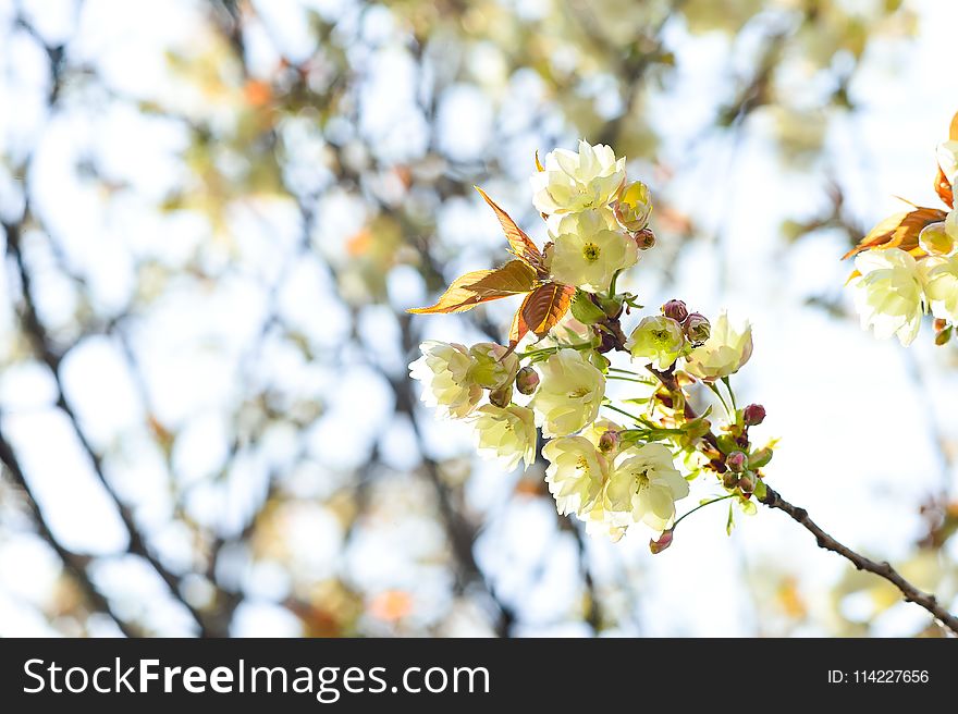 Blossom, Branch, Spring, Flower