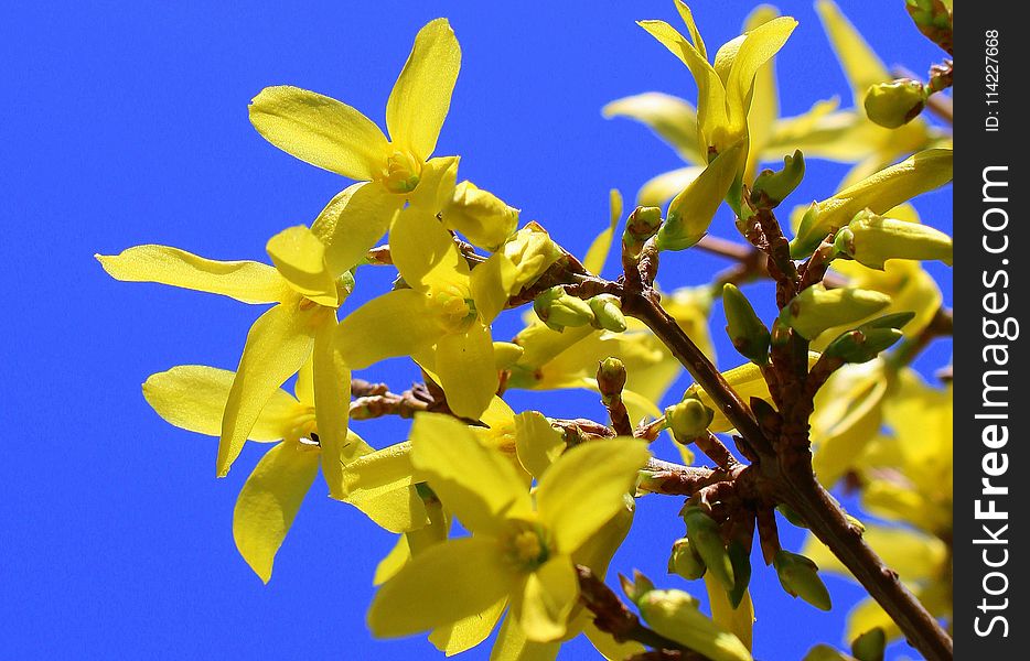 Flower, Yellow, Flora, Plant