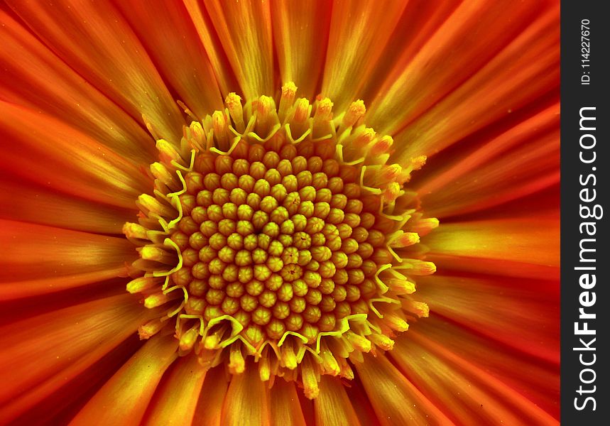 Flower, Yellow, Orange, Close Up