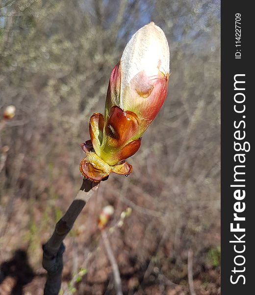 Plant, Bud, Flora, Spring