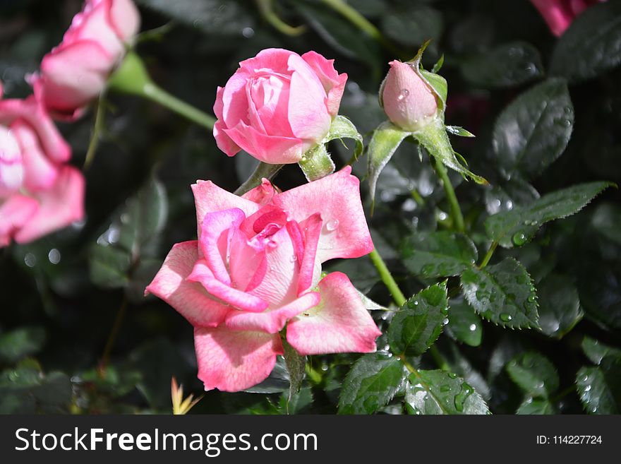 Flower, Plant, Rose Family, Pink