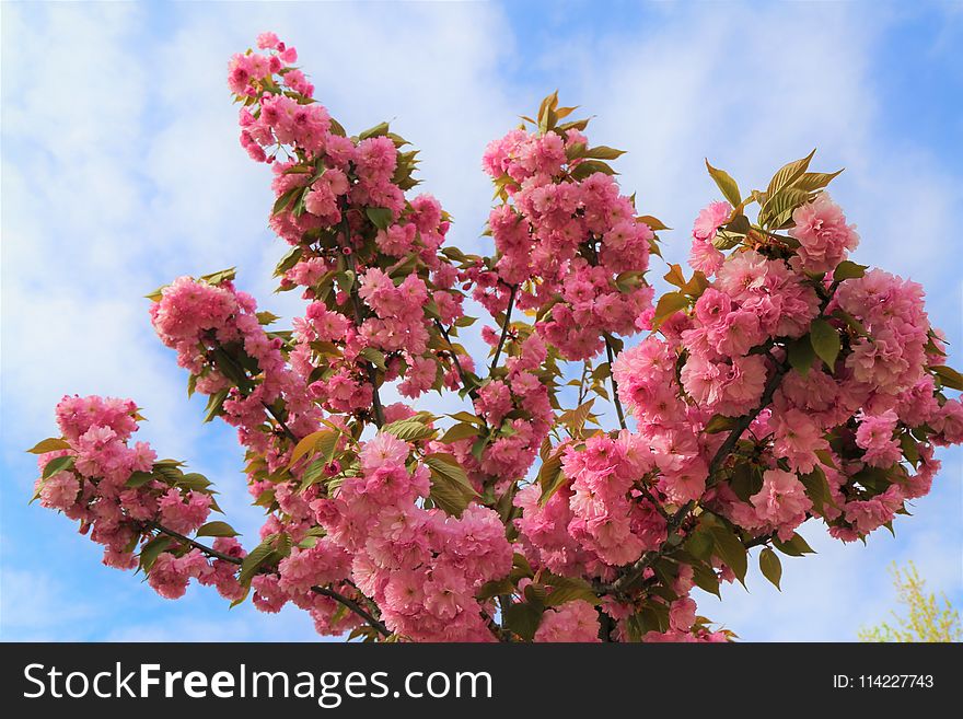 Pink, Blossom, Spring, Flower