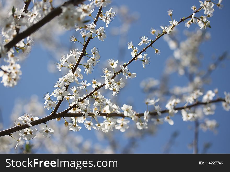 Blossom, Branch, Sky, Spring