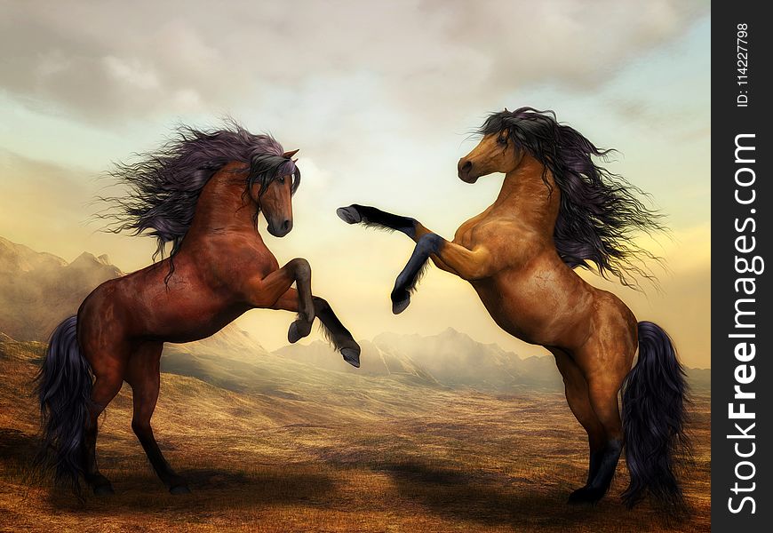 Horse, Mane, Mustang Horse, Stallion