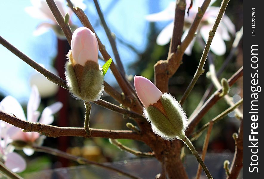 Plant, Flora, Branch, Bud