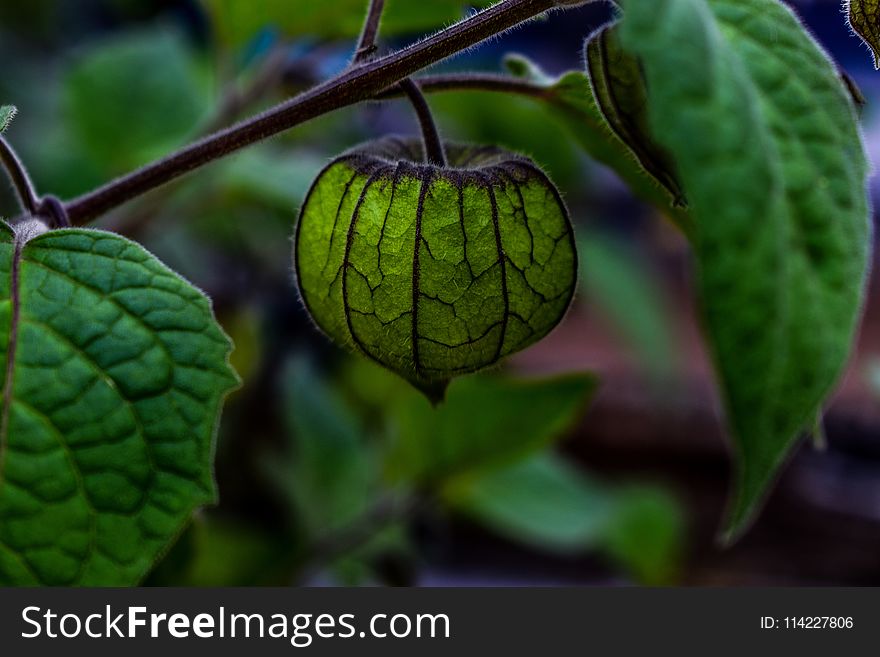 Leaf, Fruit, Plant, Tomatillo