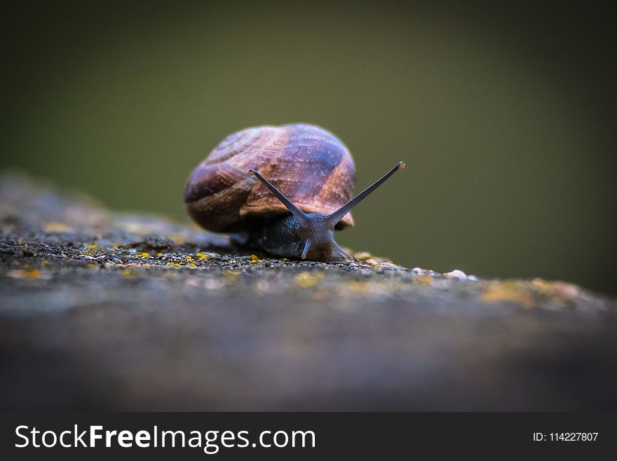 Snails And Slugs, Snail, Invertebrate, Molluscs