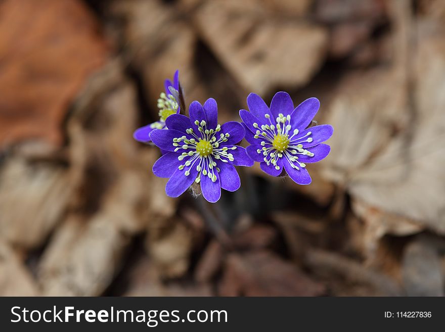 Flower, Blue, Flora, Plant