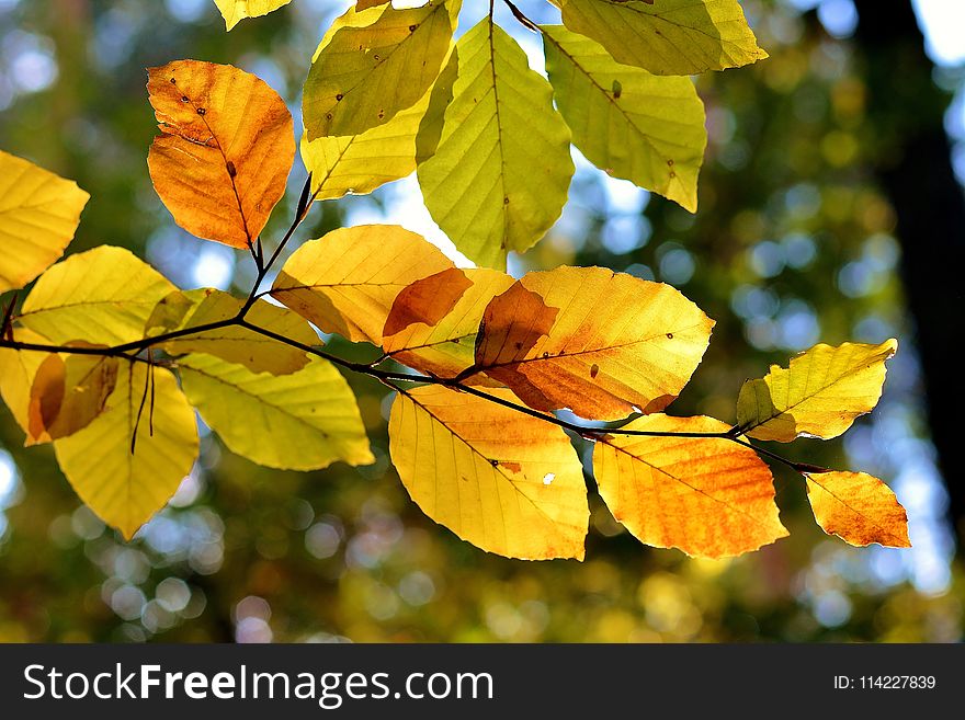 Leaf, Autumn, Deciduous, Branch