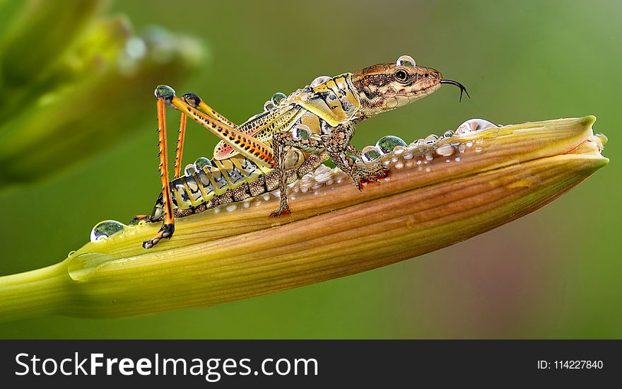 Insect, Macro Photography, Invertebrate, Close Up