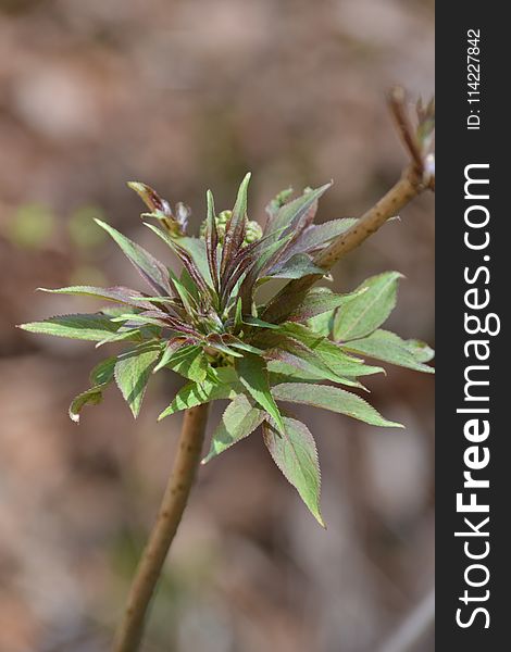 Plant, Leaf, Flora, Branch