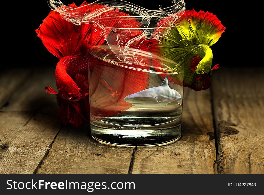 Red, Flower, Still Life Photography, Drink