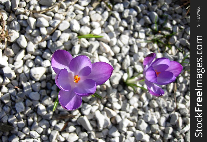 Flower, Plant, Crocus, Purple
