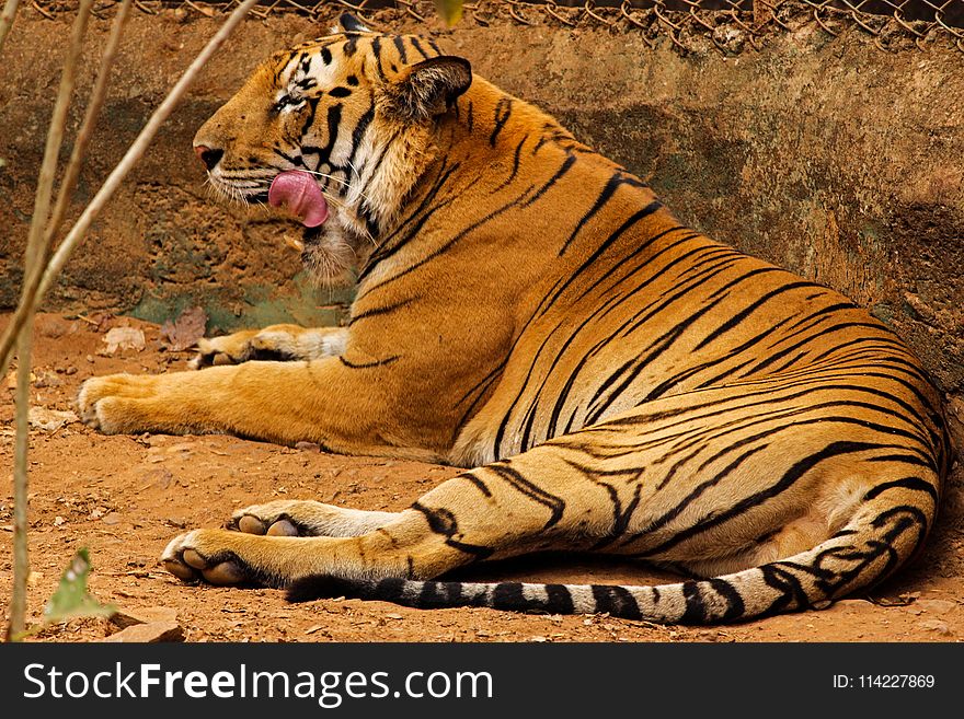 Tiger, Wildlife, Terrestrial Animal, Mammal